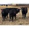 Image 7 : Reid Ranching Cremona - 725# Heifers - 85 Head (Cremona, AB)