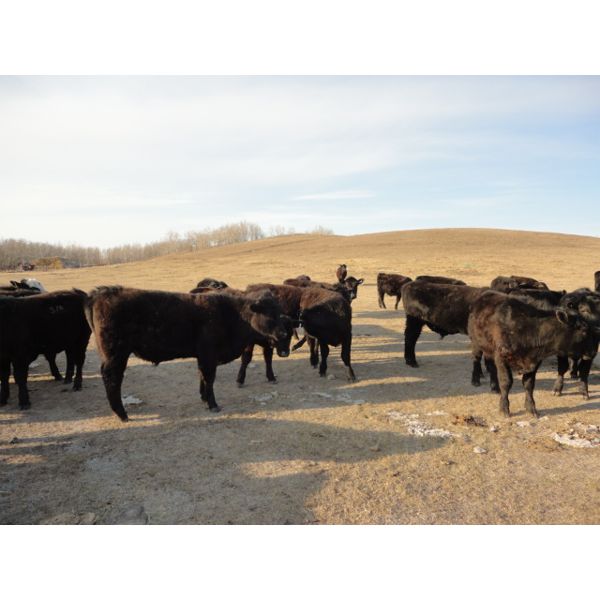 DJC Ranch - 925# Steers - 266 Head (Rabbit Lake, SK)