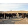 Image 1 : DJC Ranch - 925# Steers - 266 Head (Rabbit Lake, SK)