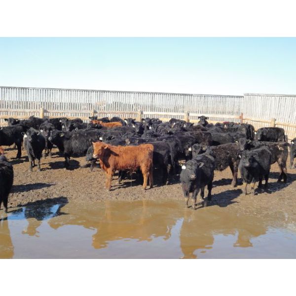 DJC Ranch - 1025# Steers - 540 Head (Meadow Lake, SK)