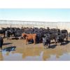 Image 1 : DJC Ranch - 1025# Steers - 540 Head (Meadow Lake, SK)