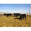 Image 4 : DJC Ranch - 1025# Steers - 540 Head (Meadow Lake, SK)