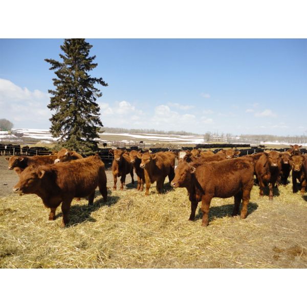 Tony Groenewoud - 1025# Steers - 300 Head (Turtleford, SK)