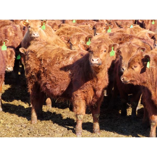 Breault Ranching Ltd. - 595# Steers - 152 Head (Ste. Rose, MB)