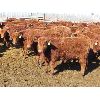 Image 3 : Breault Ranching Ltd. - 595# Steers - 152 Head (Ste. Rose, MB)