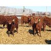 Image 9 : Breault Ranching Ltd. - 595# Steers - 152 Head (Ste. Rose, MB)