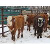 Image 1 : Bezan Cattle Corporation - 725# Steers - 85 Head (Neudorf, SK)