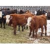 Image 3 : Bezan Cattle Corporation - 725# Steers - 85 Head (Neudorf, SK)