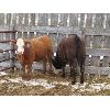 Image 6 : Bezan Cattle Corporation - 725# Steers - 85 Head (Neudorf, SK)