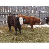 Image 7 : Bezan Cattle Corporation - 725# Steers - 85 Head (Neudorf, SK)