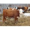 Image 8 : Bezan Cattle Corporation - 725# Steers - 85 Head (Neudorf, SK)