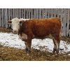 Image 9 : Bezan Cattle Corporation - 725# Steers - 85 Head (Neudorf, SK)