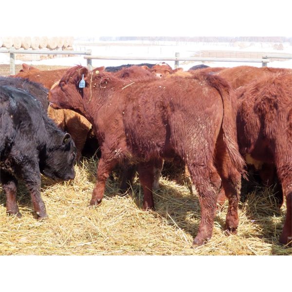 Ranahan Ranch - 610# Steers - 73 Head (Whitewood, SK)