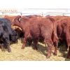 Image 1 : Ranahan Ranch - 610# Steers - 73 Head (Whitewood, SK)