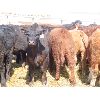 Image 2 : Ranahan Ranch - 610# Steers - 73 Head (Whitewood, SK)