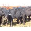 Image 3 : Ranahan Ranch - 610# Steers - 73 Head (Whitewood, SK)