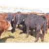 Image 4 : Ranahan Ranch - 610# Steers - 73 Head (Whitewood, SK)