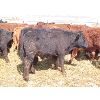 Image 5 : Ranahan Ranch - 610# Steers - 73 Head (Whitewood, SK)