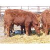 Image 6 : Ranahan Ranch - 610# Steers - 73 Head (Whitewood, SK)
