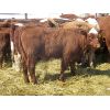 Image 1 : Ranahan Ranch - 780# Steers - 26 Head (Whitewood, SK)