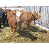 Image 2 : Ranahan Ranch - 780# Steers - 26 Head (Whitewood, SK)