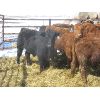 Image 4 : Ranahan Ranch - 780# Steers - 26 Head (Whitewood, SK)