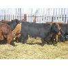 Image 5 : Ranahan Ranch - 780# Steers - 26 Head (Whitewood, SK)