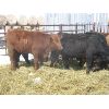 Image 6 : Ranahan Ranch - 780# Steers - 26 Head (Whitewood, SK)