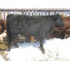Image 7 : Ranahan Ranch - 780# Steers - 26 Head (Whitewood, SK)