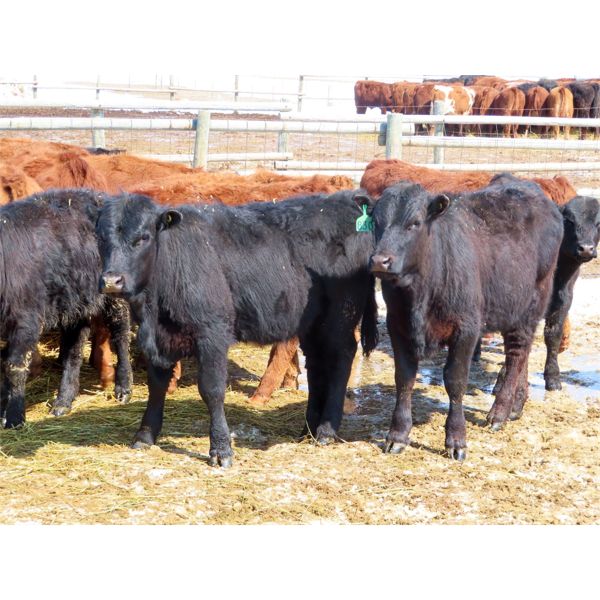 Ranahan Ranch - 580# Heifers - 56 Head (Whitewood, SK)