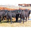 Image 1 : Ranahan Ranch - 580# Heifers - 56 Head (Whitewood, SK)
