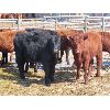 Image 2 : Ranahan Ranch - 580# Heifers - 56 Head (Whitewood, SK)