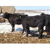Image 4 : Ranahan Ranch - 580# Heifers - 56 Head (Whitewood, SK)