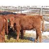 Image 5 : Ranahan Ranch - 580# Heifers - 56 Head (Whitewood, SK)