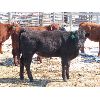 Image 6 : Ranahan Ranch - 580# Heifers - 56 Head (Whitewood, SK)