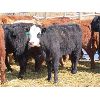 Image 7 : Ranahan Ranch - 580# Heifers - 56 Head (Whitewood, SK)