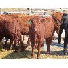 Image 8 : Ranahan Ranch - 580# Heifers - 56 Head (Whitewood, SK)