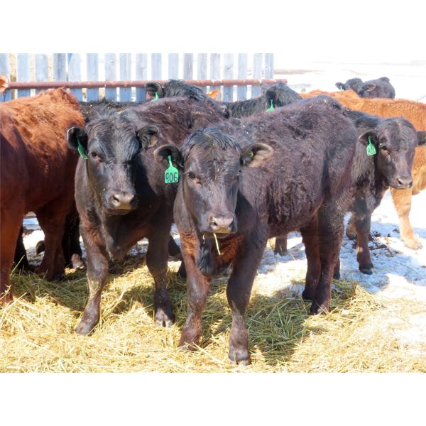 Ranahan Ranch - 780# Heifers - 12 Head (Whitewood, SK)