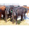 Image 1 : Ranahan Ranch - 780# Heifers - 12 Head (Whitewood, SK)