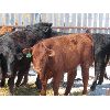 Image 2 : Ranahan Ranch - 780# Heifers - 12 Head (Whitewood, SK)