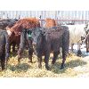 Image 3 : Ranahan Ranch - 780# Heifers - 12 Head (Whitewood, SK)