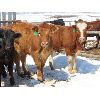 Image 4 : Ranahan Ranch - 780# Heifers - 12 Head (Whitewood, SK)