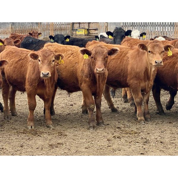 West Ridge Farms - 830# Steers - 79 Head (Crossfield, AB)