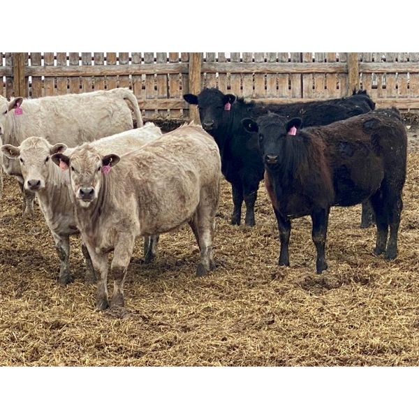 West Ridge Farms - 860# Heifers - 55 Head (Crossfield, AB)