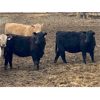 Image 6 : West Ridge Farms - 860# Heifers - 55 Head (Crossfield, AB)