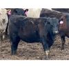 Image 7 : West Ridge Farms - 860# Heifers - 55 Head (Crossfield, AB)