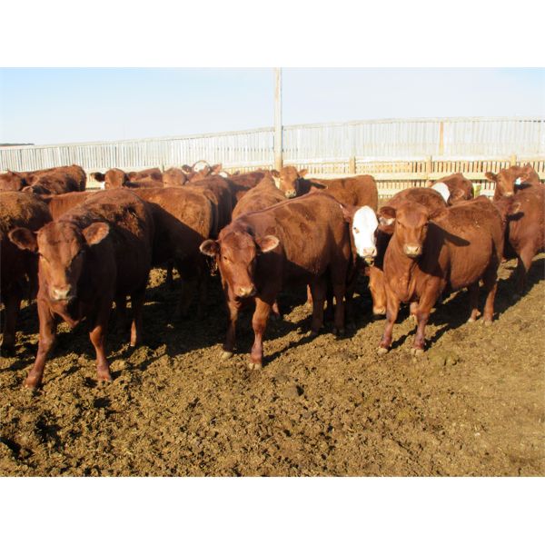 X Bar X Cattle Co. Ltd. - 866# Heifers - 70 Head (Lomond, AB)