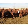 Image 1 : X Bar X Cattle Co. Ltd. - 866# Heifers - 70 Head (Lomond, AB)