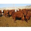 Image 3 : X Bar X Cattle Co. Ltd. - 866# Heifers - 70 Head (Lomond, AB)