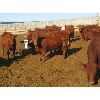 Image 4 : X Bar X Cattle Co. Ltd. - 866# Heifers - 70 Head (Lomond, AB)